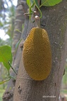 Jackfruchtbaum (Artocarpus heterophyllus)